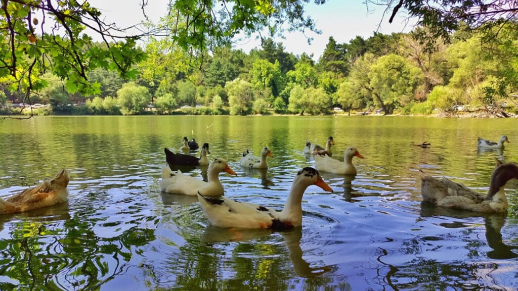 Karagöl Tabiat Parkı